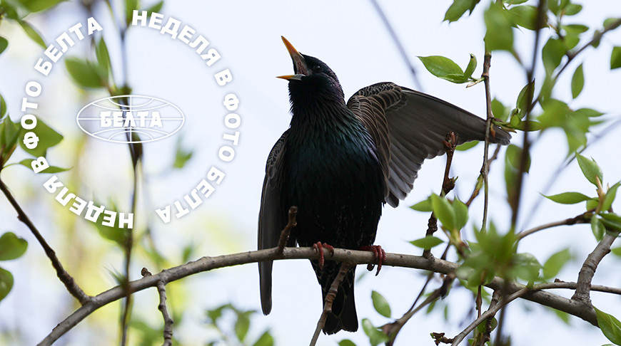 ЛУЧШИЕ ФОТО НЕДЕЛИ ПО ВЕРСИИ БЕЛТА  