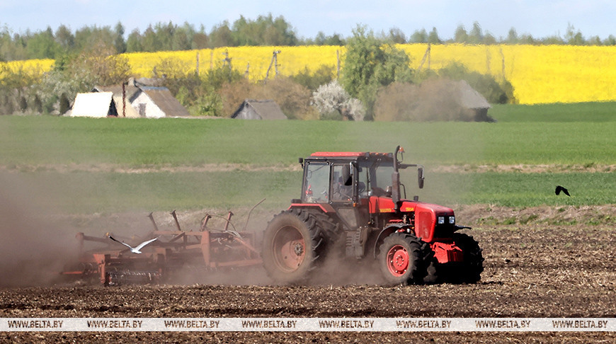 "День труда - потому и работаем". Как аграрии в Гродненском районе трудились в Первомай