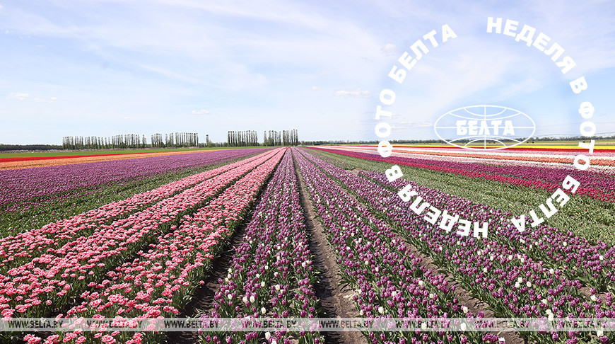 ЛУЧШИЕ ФОТО НЕДЕЛИ ПО ВЕРСИИ БЕЛТА  