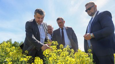 Состояние посевов после весенних заморозков проинспектировали в Ганцевичском районе
