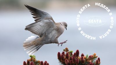 ЛУЧШИЕ ФОТО НЕДЕЛИ ПО ВЕРСИИ БЕЛТА