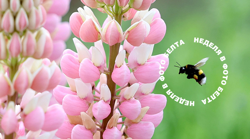 ЛУЧШИЕ ФОТО НЕДЕЛИ ПО ВЕРСИИ БЕЛТА