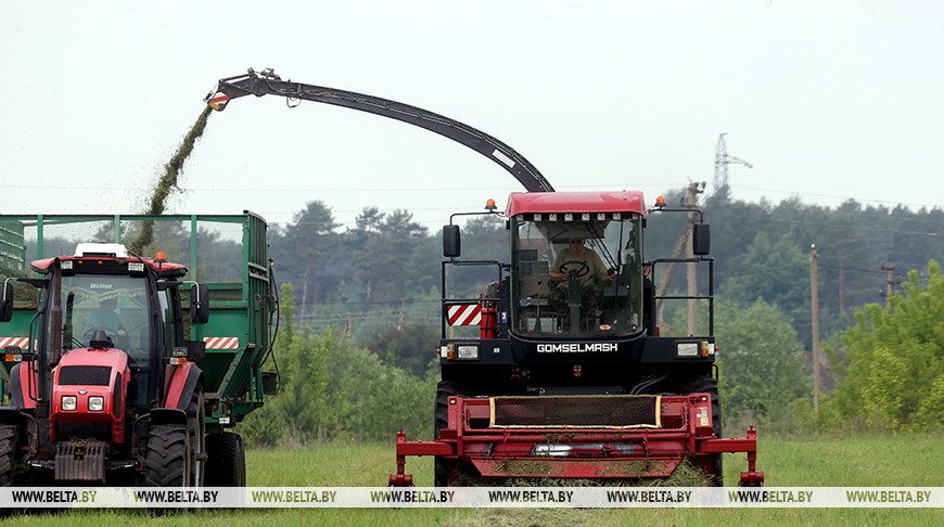 В Гомельском районе приступили к активной заготовке сочных кормов из трав первого укоса