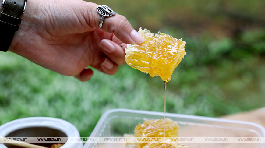 В капле - букет соцветий. Как заготавливают лесной мед пчеловоды Малоритского района