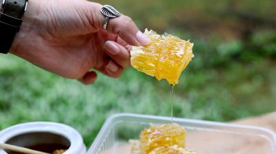 В капле - букет соцветий. Как заготавливают лесной мед пчеловоды Малоритского района