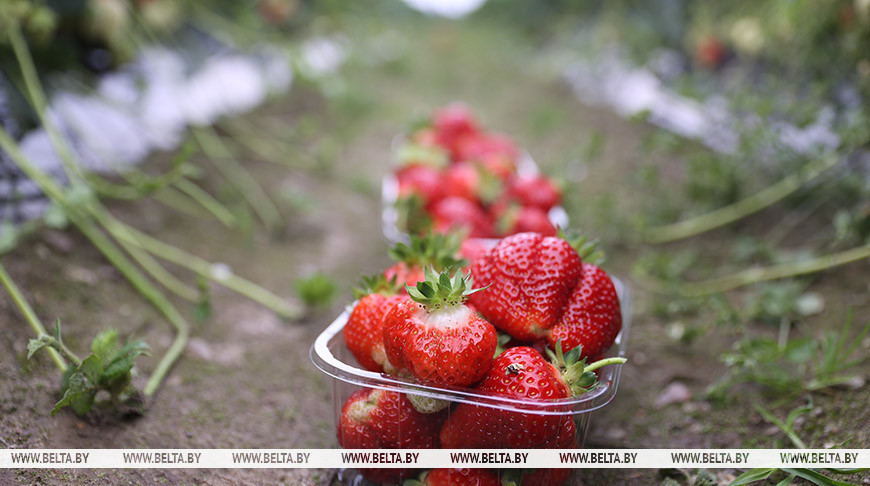 Клубничный сезон в Брестской области