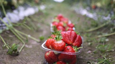 Клубничный сезон в Брестской области