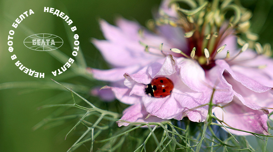 ЛУЧШИЕ ФОТО НЕДЕЛИ ПО ВЕРСИИ БЕЛТА