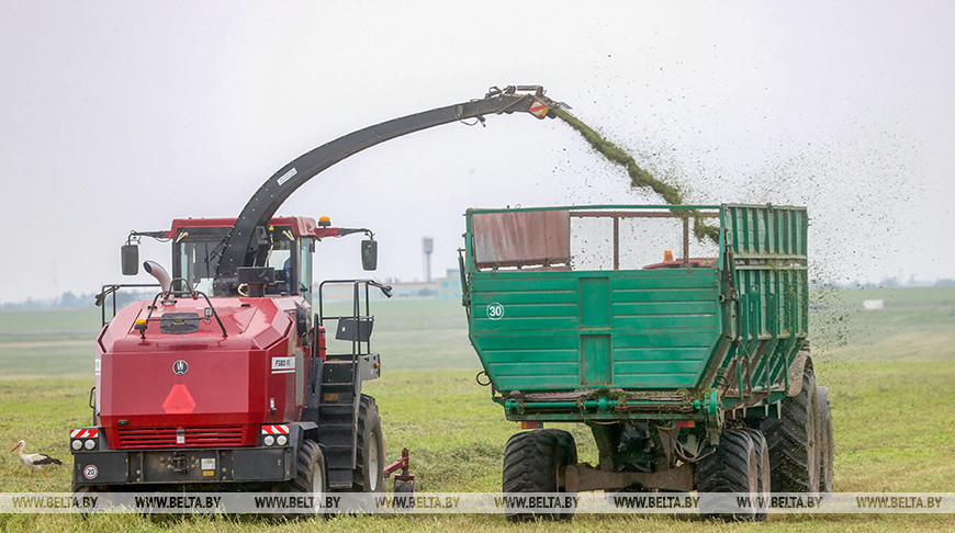 В Речицком районе активно ведется заготовка сочных кормов
