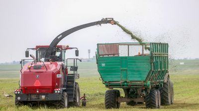 В Речицком районе активно ведется заготовка сочных кормов