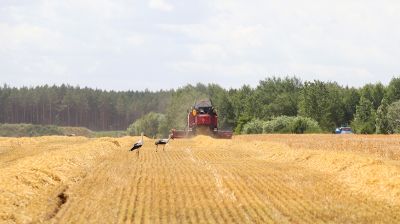 В Брестской области приступили к жатве 