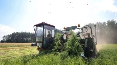 В Лидском районе приступили к тереблению льна-долгунца