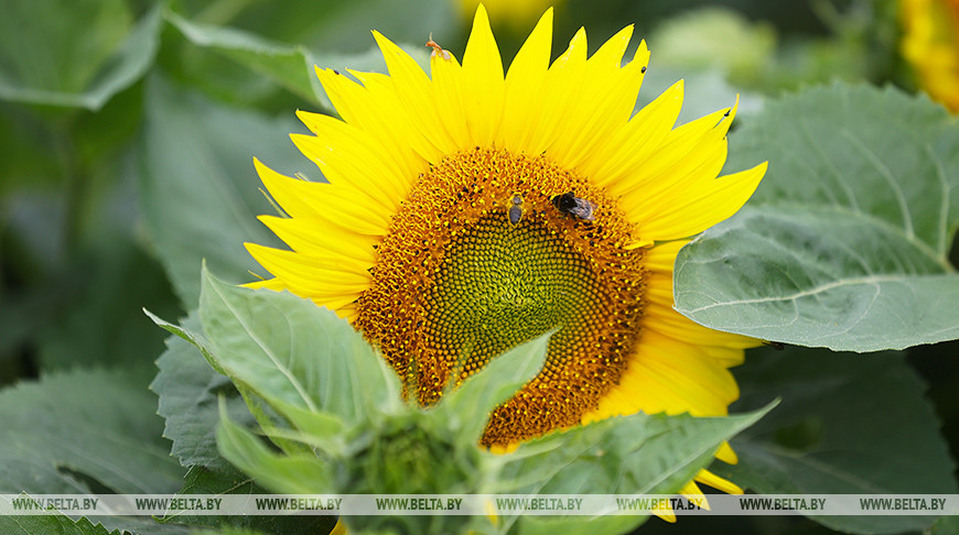 В Гродненской области цветут подсолнухи 