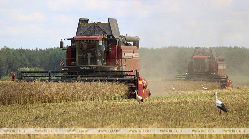 В Брестской области приступили к уборке рапса