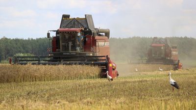 В Брестской области приступили к уборке рапса