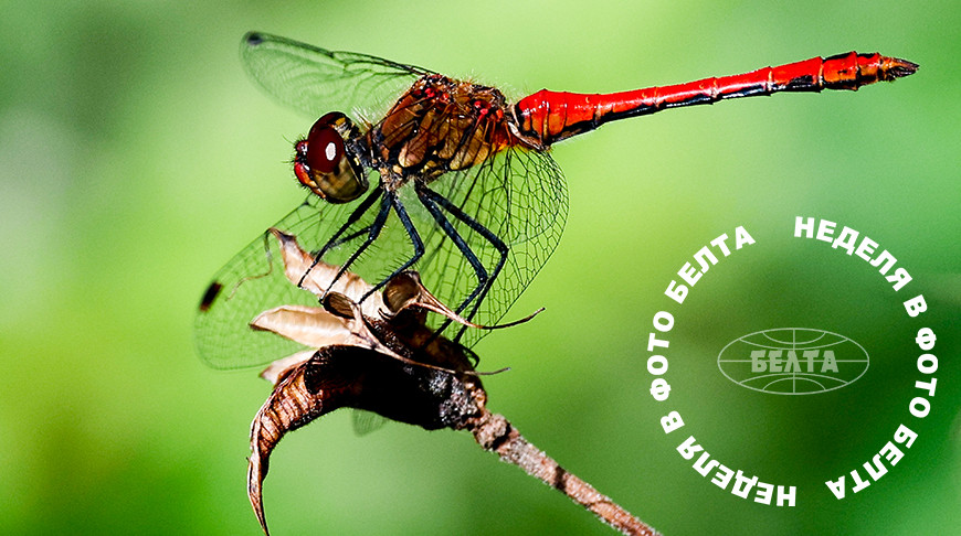 ЛУЧШИЕ ФОТО НЕДЕЛИ ПО ВЕРСИИ БЕЛТА