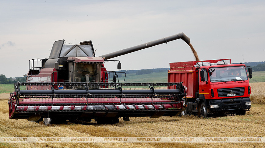 Комбайнер-тысячник из Витебского района о работе в АПК: с детства люблю эту технику - тракторы, комбайны