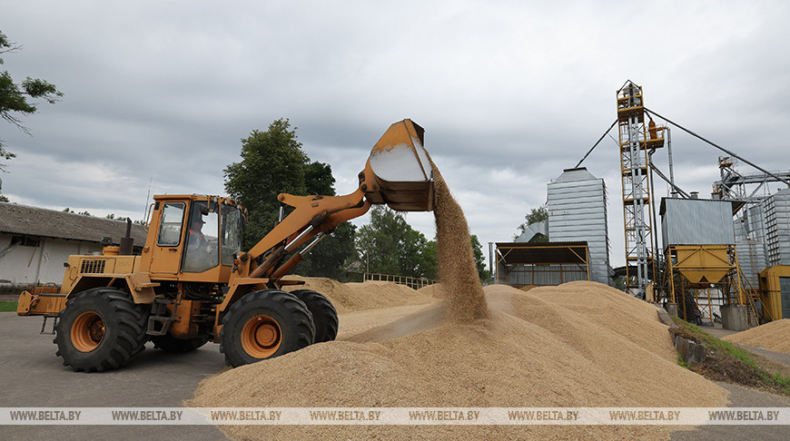 Лидеров сдачи зерна по госзаказу в Витебской области назвали на комбинате хлебопродуктов