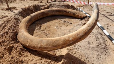 Историк: найденный в Витебском районе бивень мамонта мог принадлежать крупной взрослой особи