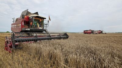 Гродненская область перешагнула рубеж в 1 млн тонн зерна 