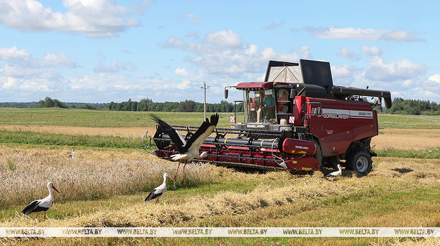 Уборка зерновых в Бешенковичском районе