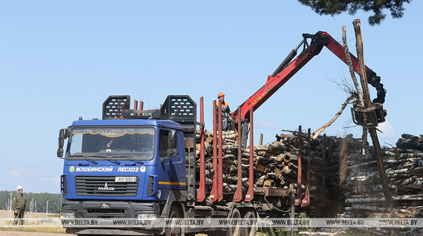 "До 1 сентября задачу выполним". Кулик прокомментировал темпы расчистки опушек