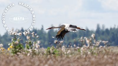 ЛУЧШИЕ ФОТО НЕДЕЛИ ПО ВЕРСИИ БЕЛТА