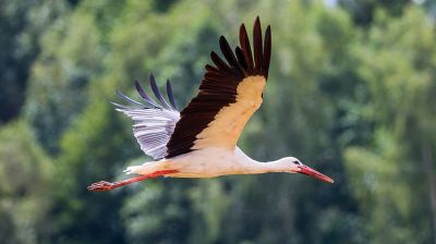 Аисты начали готовиться к отлету на зимовку