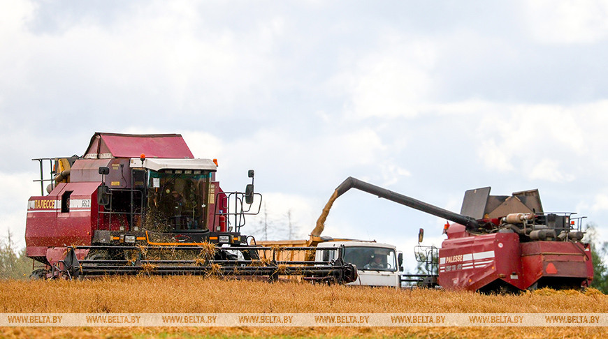 Разгар уборочной в Дзержинском районе