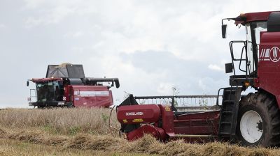 Механизаторы из Могилевской области помогают аграриям Витебского района справиться с уборочной