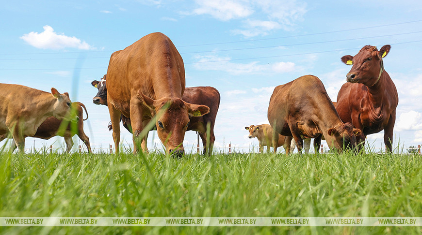 Редкие породы и современный подход. Как развивается племенное хозяйство в Узденском районе