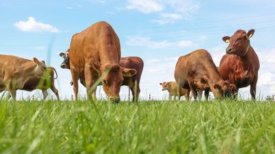 Редкие породы и современный подход. Как развивается племенное хозяйство в Узденском районе