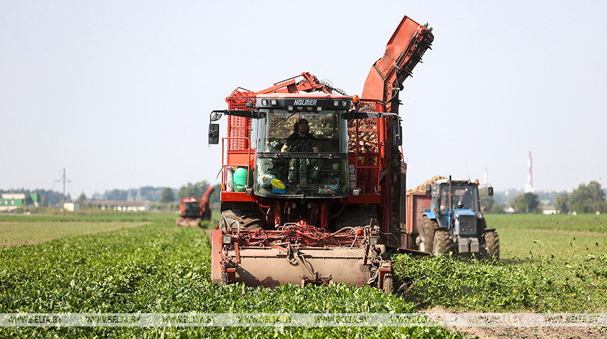 В Гродненском районе приступили к уборке сахарной свеклы