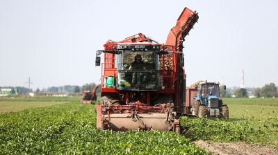В Гродненском районе приступили к уборке сахарной свеклы