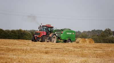 Выложились на все 100. В Барановичском районе во всю готовятся к "Дажынкам"