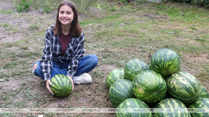 Семена с президентской бахчи дали плоды под Гомелем