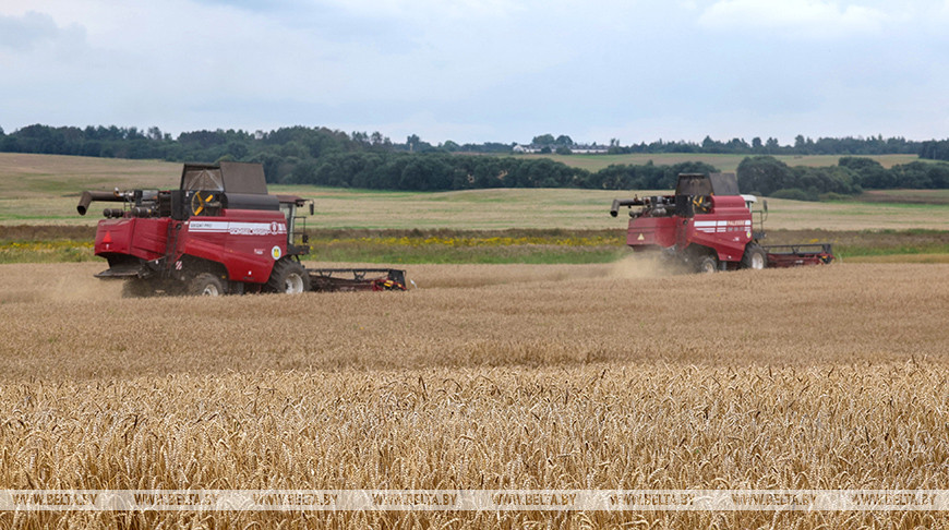 Миллионный рубеж по намолоту зерна и рапса преодолели аграрии Витебской области