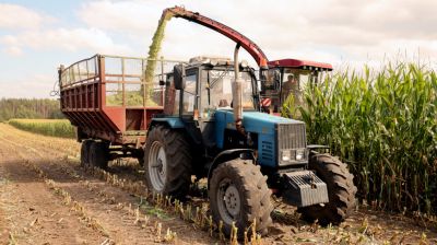 В Гродненской области ведется массовая уборка кукурузы на силос