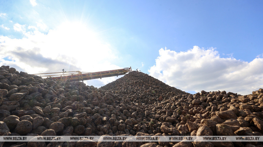 Жабинковский сахарный завод планирует получить около 150 тыс. тонн сахара из свеклы нового урожая