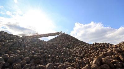Жабинковский сахарный завод планирует получить около 150 тыс. тонн сахара из свеклы нового урожая