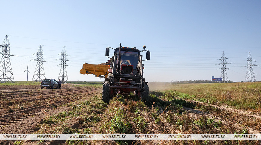 В Могилевской области убрано около 20% картофеля 