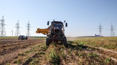 В Могилевской области убрано около 20% картофеля 