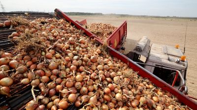 Уборка лука ведется в Могилевском районе