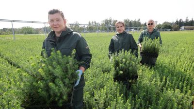 От семечка до зеленого богатства страны. Кто выращивает саженцы для будущих лесов Беларуси 