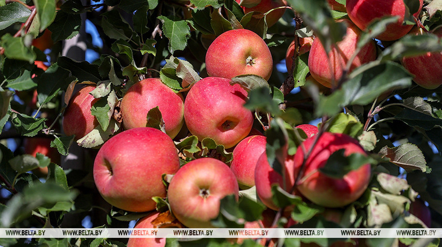 В Гродненском районе собирают урожай яблок
