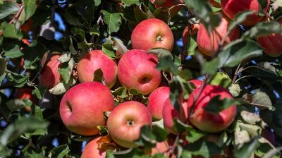 В Гродненском районе собирают урожай яблок