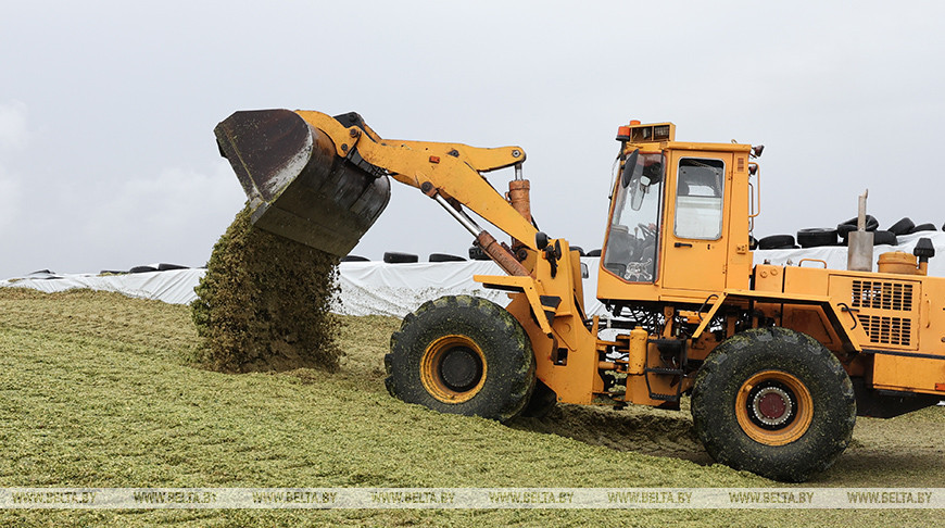 Уборка кукурузы на силос идет в Витебском районе