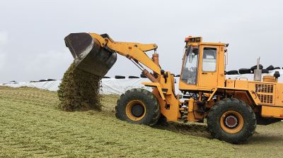 Уборка кукурузы на силос идет в Витебском районе