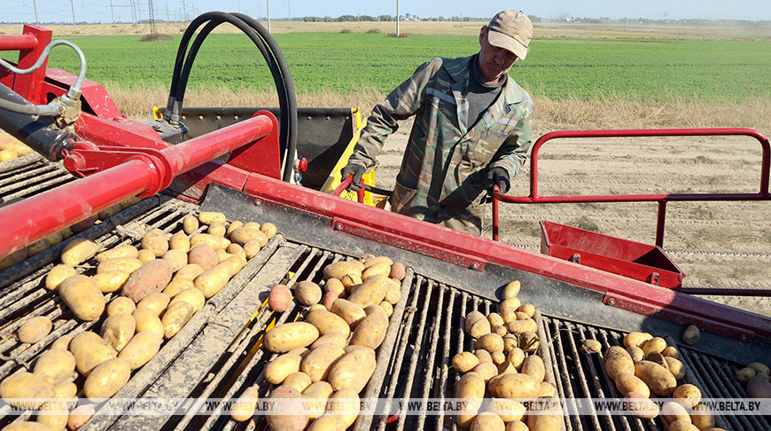 Активными темпами ведется уборка картофеля в Гомельском районе