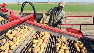 Активными темпами ведется уборка картофеля в Гомельском районе